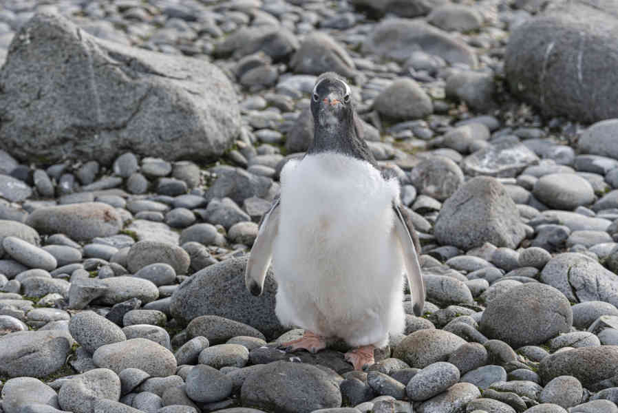 Pingüino Papua o Gentoo cría - isla Robert - islas Shetland del Sur 11.jpg